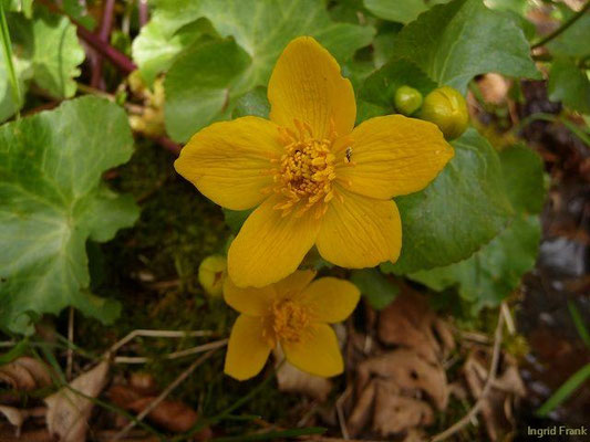 Caltha palustris - Sumpf-Dotterblume