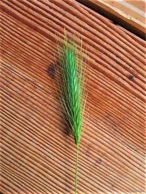 Hordeum murinum / Mäuse-Gerste    VI-X