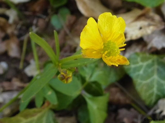Ranunculus auricomus / Gold-Hahnenfuß