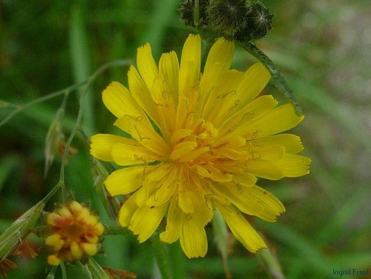 13.06.2011-Crepis capillaris - Kleinköpfiger Pippau