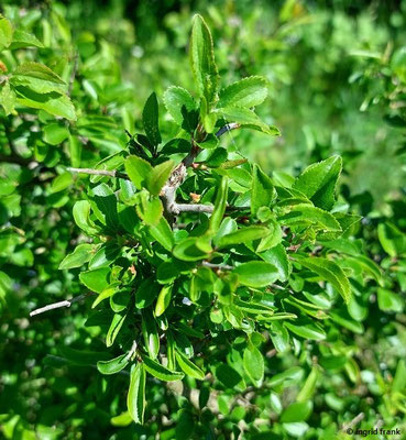 Rhamnus saxatilis / Felsen-Kreuzdorn  IV-V  