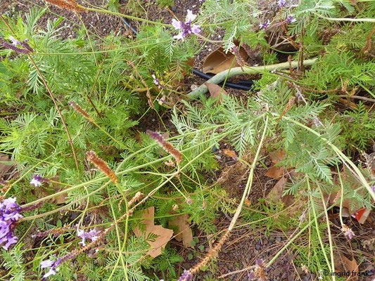 Lavandula minutolii / Minutol-Lavendel (15.02.2020 - Gran Canaria, Telde, Parque de San Juan)
