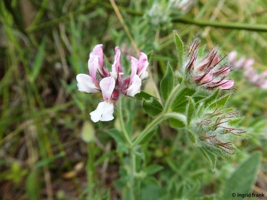 Dorycnium hirsutum / Behaarter Backenklee    V-VII