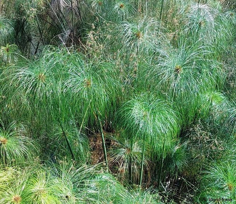Cyperus papyrus / Papyrusstaude