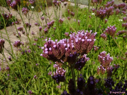 Verbena bonariensis / Argentinisches Eisenkraut (30.08.2015;  Botanischer Garten Heidelberg)