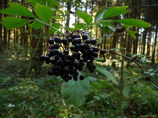 Platz 22: Schwarzer Holunder / Sambucus nigra   (nachgewiesen in 1134 der 1161 Kartierquadranten)