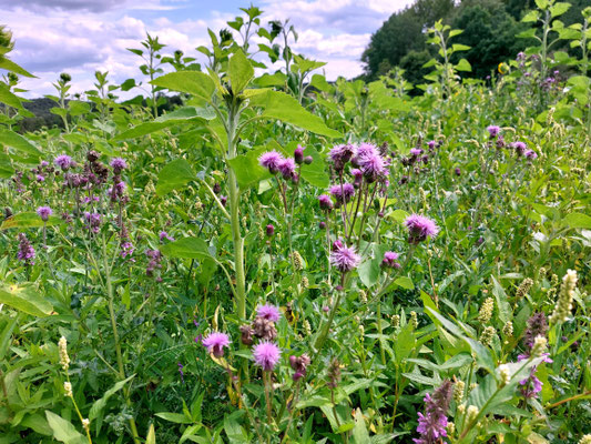 Cirsium arvense / Acker-Kratzdistel    (08.08.2023; auf dem Beutenlay bei Münsingen)
