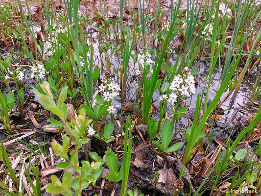 Menyanthes trifoliata / Fieberklee   10.04.2024; Gaienhofen)