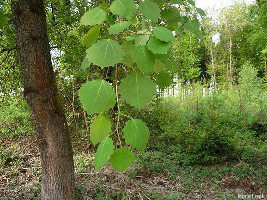 Populus tremula / Zitter-Pappel, Espe    III-IV