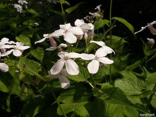 Lunaria rediviva - Ausdauerndes Silberlbatt