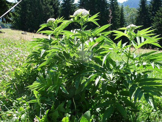 Sambucus ebulus / Zwerg-Holunder   (01.08.2011; beim Aufstieg zum Hündlekopf)