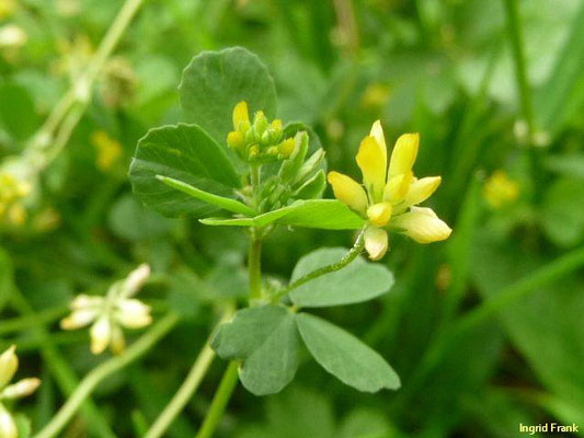 Trifolium dubium / Kleiner Klee