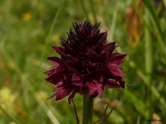 Nigritella nigra / Schwarzes Kohlröschen