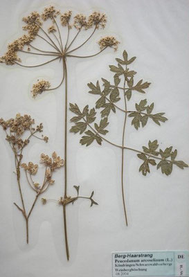 Peucedanum oreoselinum / Berg-Haarstrang  (08/2004; Köndringen/Schwarzwaldvorberge) (Herbarium Dr. Wolf von Thun)