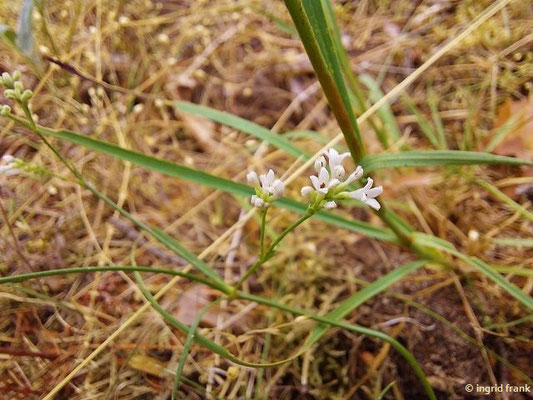 15.07.2023; NSG Sandhausener Düne, Pflege Schönau-Galgenberg