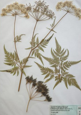 Chaerophyllum aureum / Gold-Kälberkropf   (06/2007; Hinterzarten)  (Herbarium Dr. Wolf von Thun)