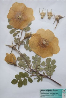 Rosa spinosissima / Bibernell-Rose  (05/2010; Emmendingen/Oberrheinebene)  (Herbarium Dr. Wolf von Thun)