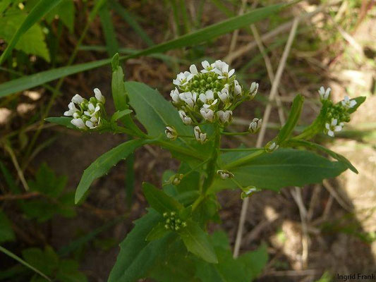 Lepidium draba - Pfeil-Kresse