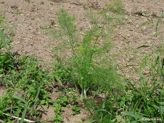 Anbau von Gemüse-Fenchel auf dem Feld