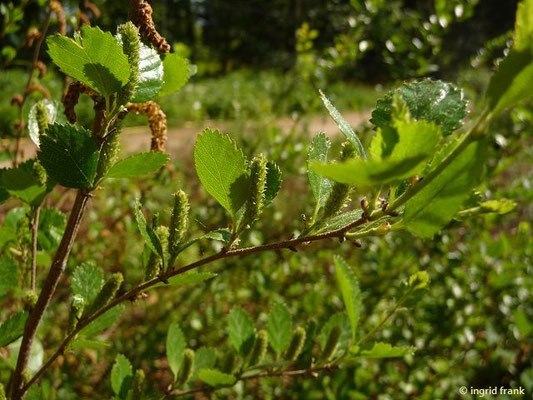 Betula humilis / Strauch-Birke (30.04.2014; Botanischer Garten Berlin)