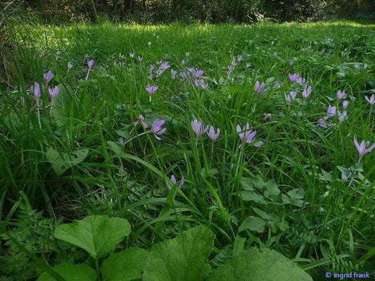 Colchicum autumnale / Herbst-Zeitlose