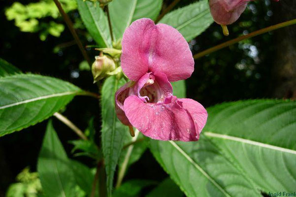 Impatiens glandulifera / Drüsiges Springkraut    VII-X