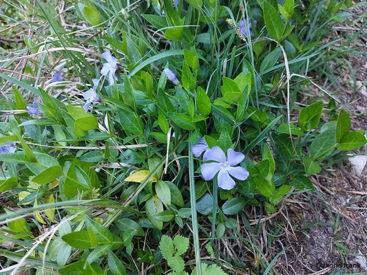 Vinca minor / Kleines Immergrün  (01.05.2025; Geislingen an der Steige, stlich vom Bahnhof)