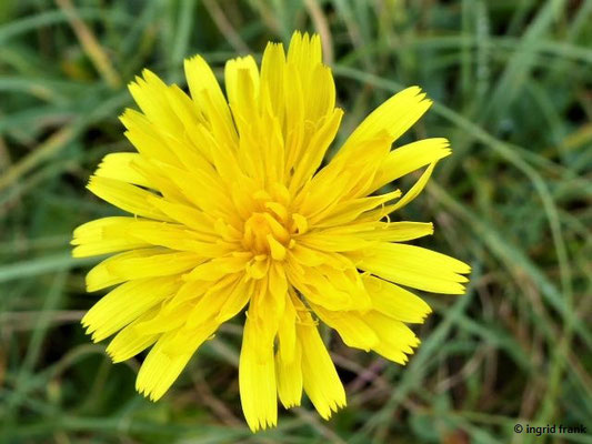 Leontodon hispidus / Steifhaariger Löwenzahn    (07.10.2019; NSG Hochwiesen-Pfullinger Berg)