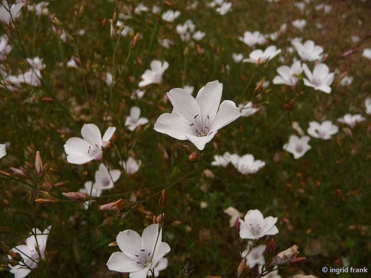 Linum tenuifolium / Schmalblättriger Lein (Botanischer Garten Universitt Heidelberg)    VI-VII