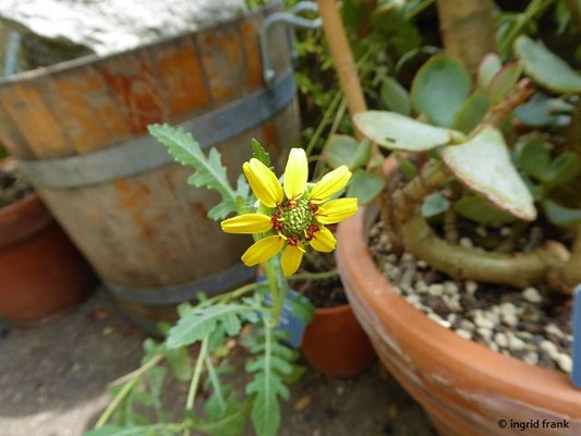 Berlandiera lyriata - Echte Schokoladenblume   (30.07.2022; Botanischer Garten der Universitt Basel)
