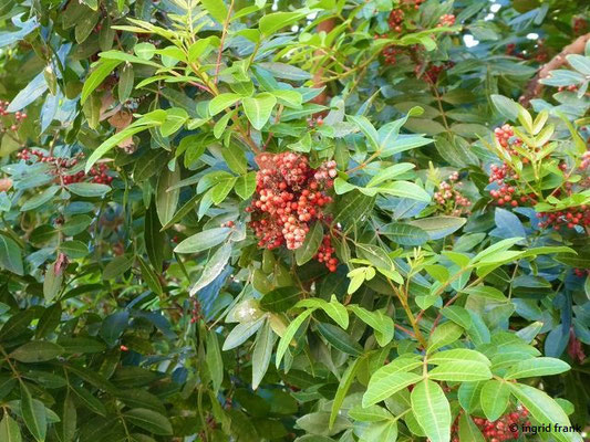 Schinus terebinthifolius - Brasilianischer Pfefferbaum