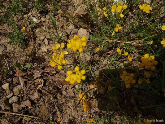 Coronilla vaginalis / Scheiden-Kronwicke (08.05.2015; Botanischer Garten Dresden)