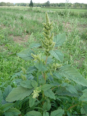 Amaranthus retroflexus - Zurückgebogener Amaranth