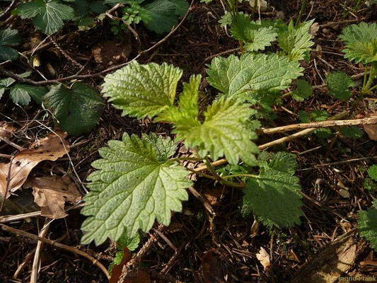 Urtica spec. (80 Arten)