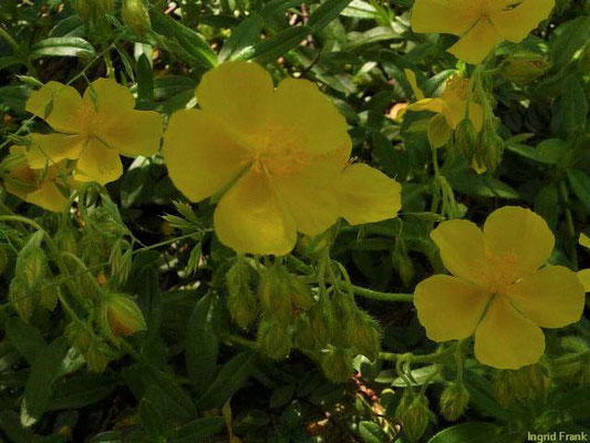 Helianthemum alpestre / Alpen-Sonnenröschen (Botanischer Garten Leipzig)