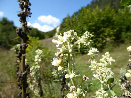 Verbascum lychnitis / Mehlige Königskerze   (08.09.2018; im Altmühltal beim Fossiliensteinbruch Blumenberg bei Eichstätt)