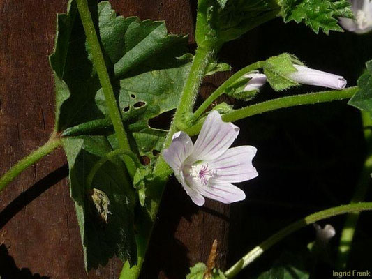 Malva neglecta / Weg-Malve