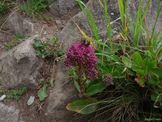Hylotelephium spec. (27 Arten)