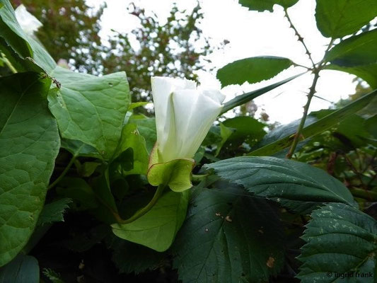 Calystegia spec. (26 Arten)