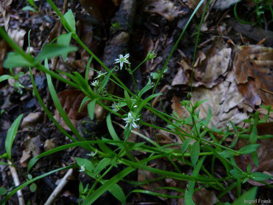 Stellaria alsine - Bach-Sternmiere