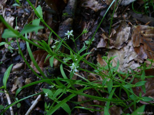 Stellaria alsine - Bach-Sternmiere