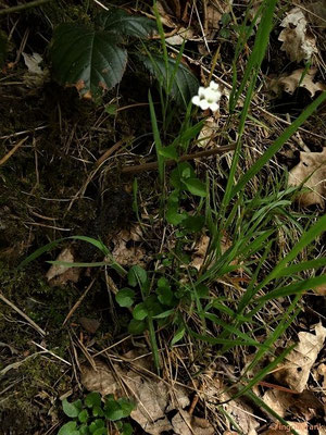 Arabidopsis halleri / Hallers Schaumkresse