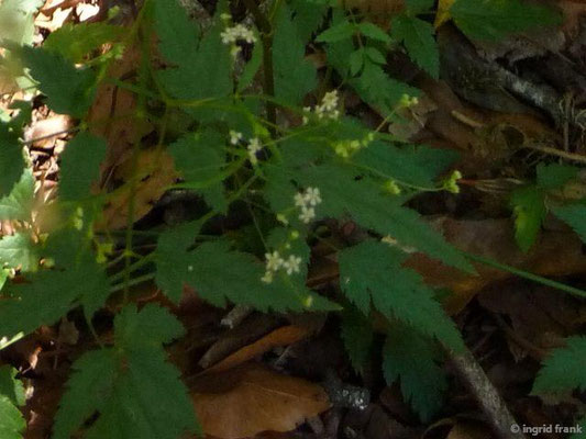 Cryptotaenia elegans / Zierliche Cryptotaenie