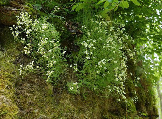 Saxifraga rosacea / Rosenblütiger Steinbrech, Rasen-Steinbrech   V-VII