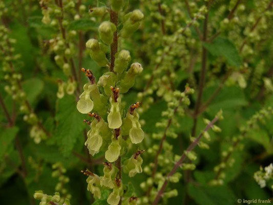 Teucrium scorodonia / Salbei-Gamander