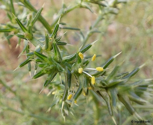Salsola spec. (116 Arten)