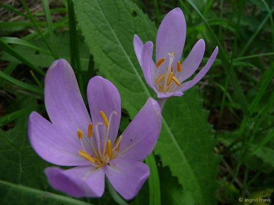 Colchicum autumnale / Herbst-Zeitlose