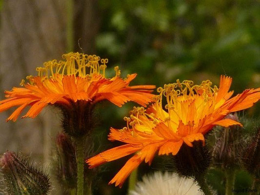 Hieracium aurantiacum - Orangerotes Habichttskraut