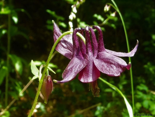 Aquilegia atrata / Schwarzviolette Akelei    VI-VII