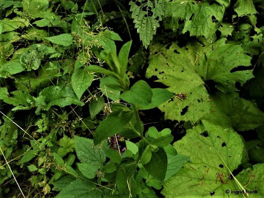Hypericum maculatum - Geflecktes Johanniskraut, Kanten-Johanniskraut    (VII-VIII)